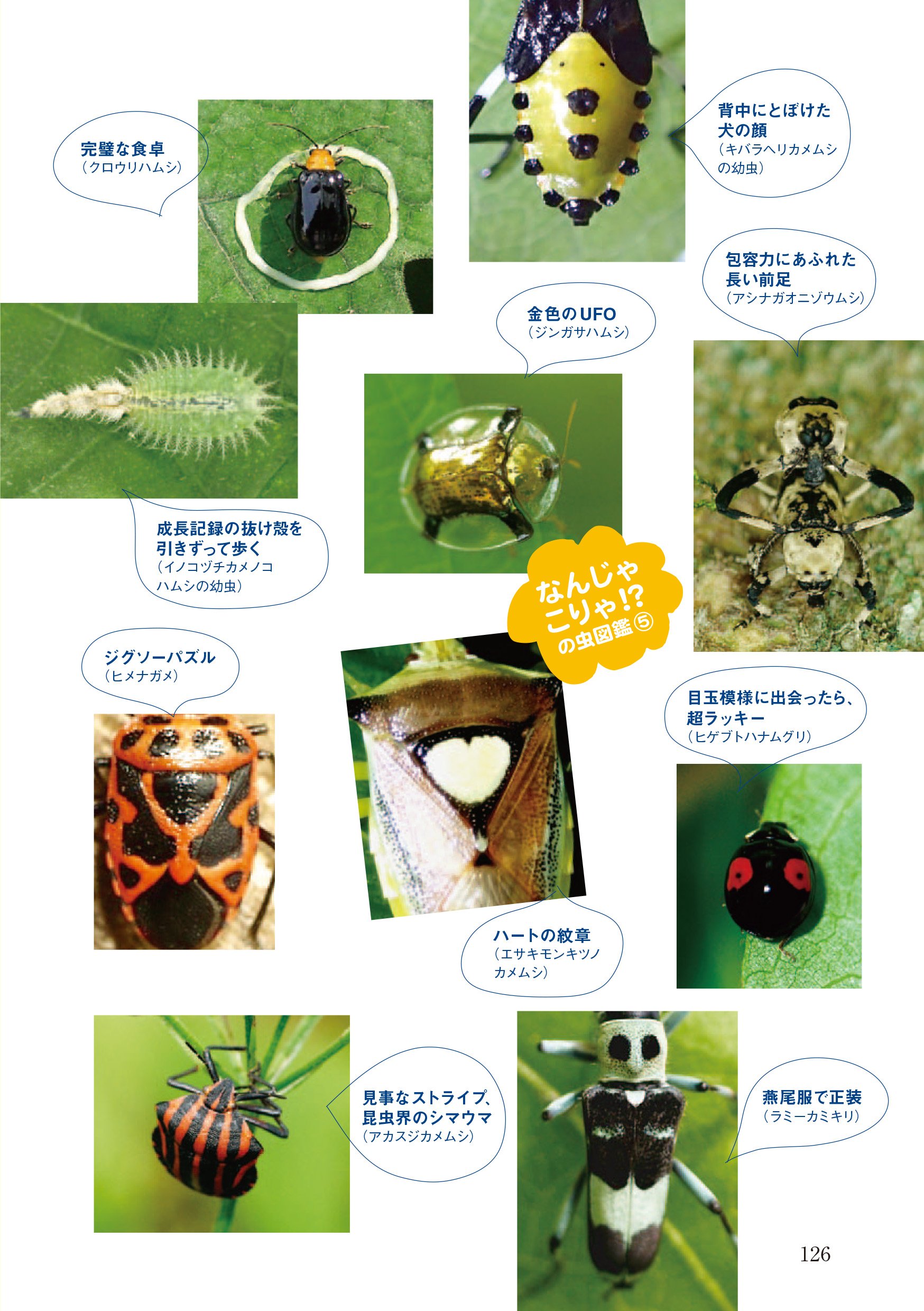 Konchu Kisha No Naruhodo Tanbo Konchuai O Motta Nakamatachi No Yukai Na Mushimushi Kansatsuki Kazutoshi Amano Amazon Com Books