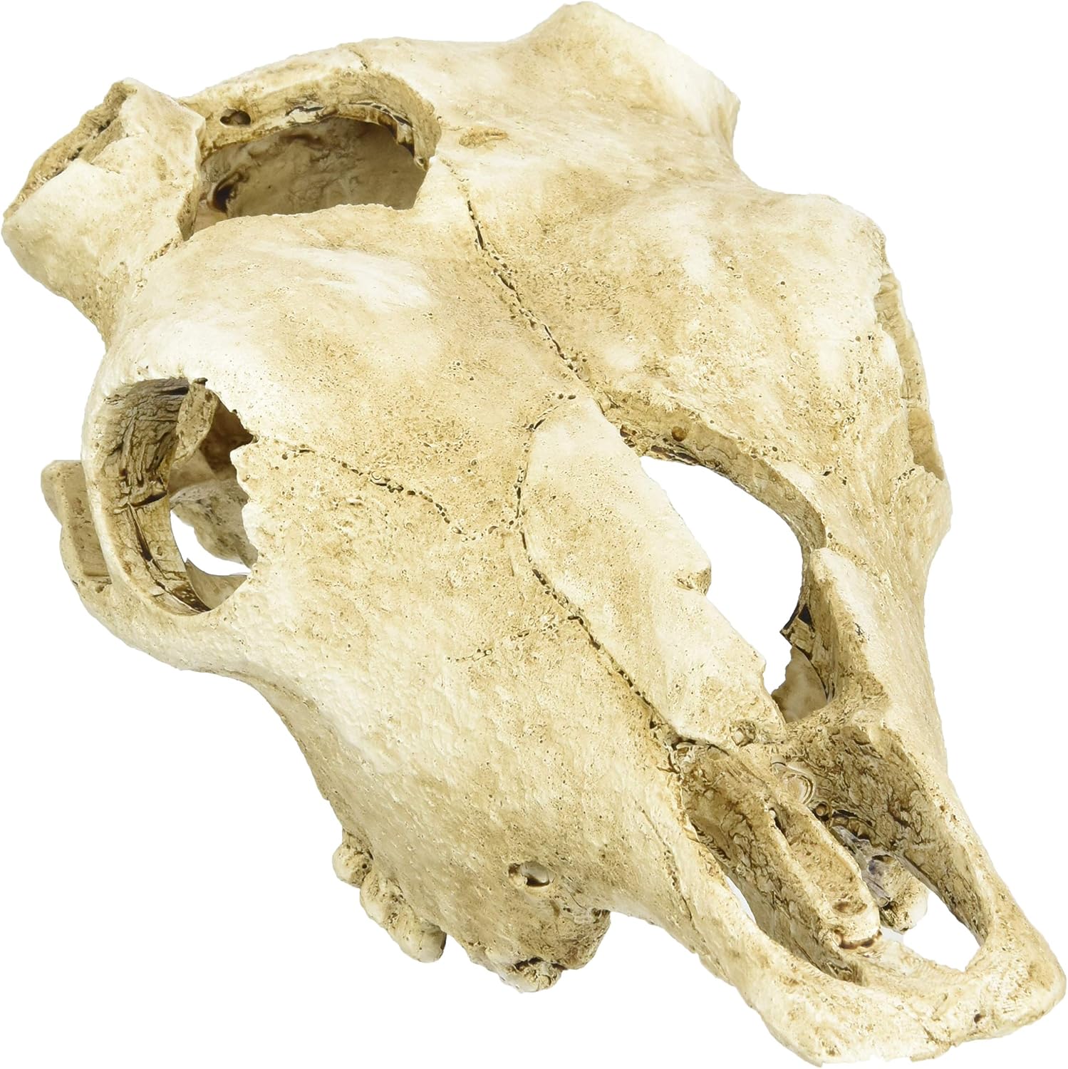 Lucky Reptile DS-B Cow Skull