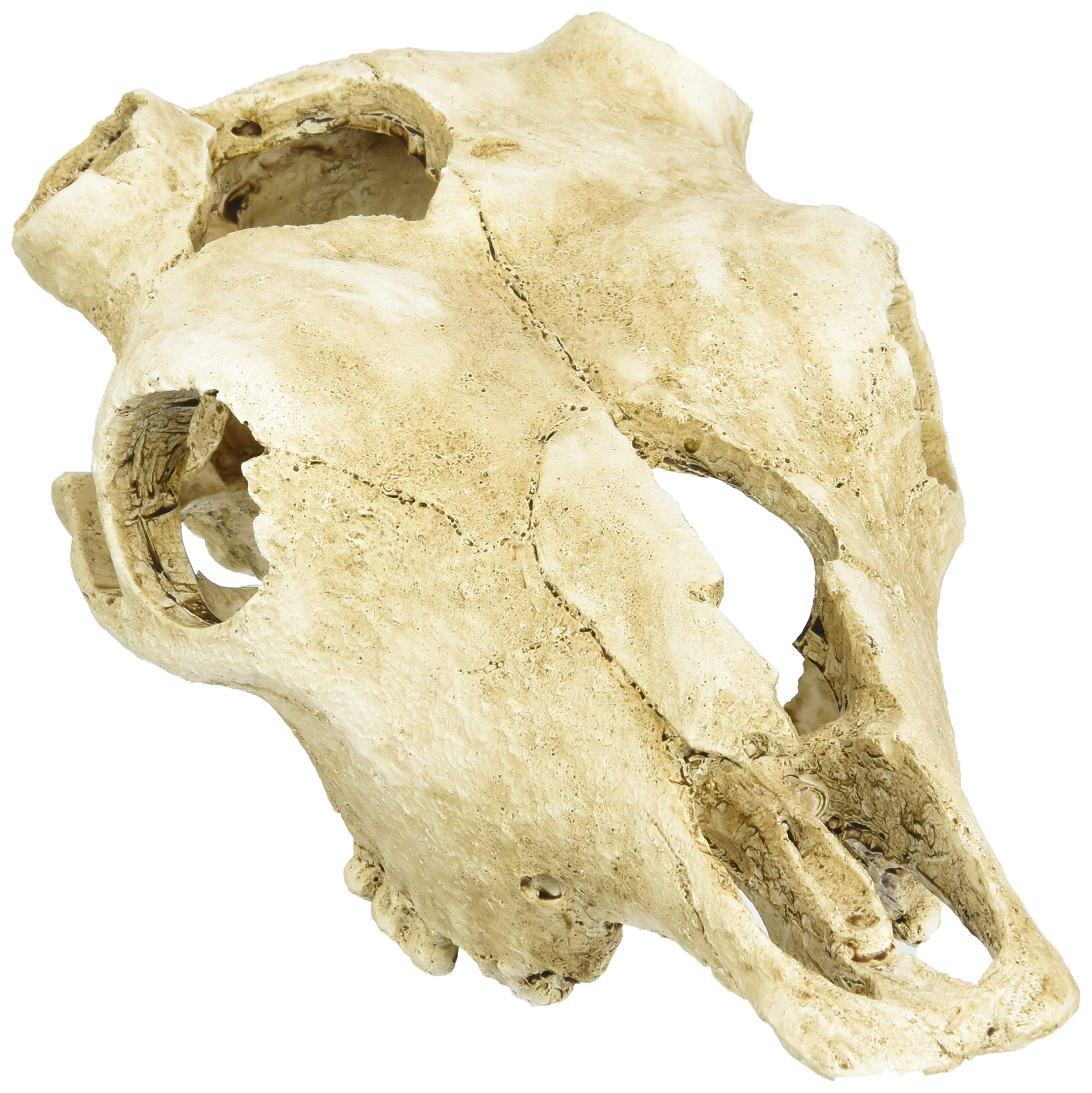 Lucky Reptile DS-B Cow Skull