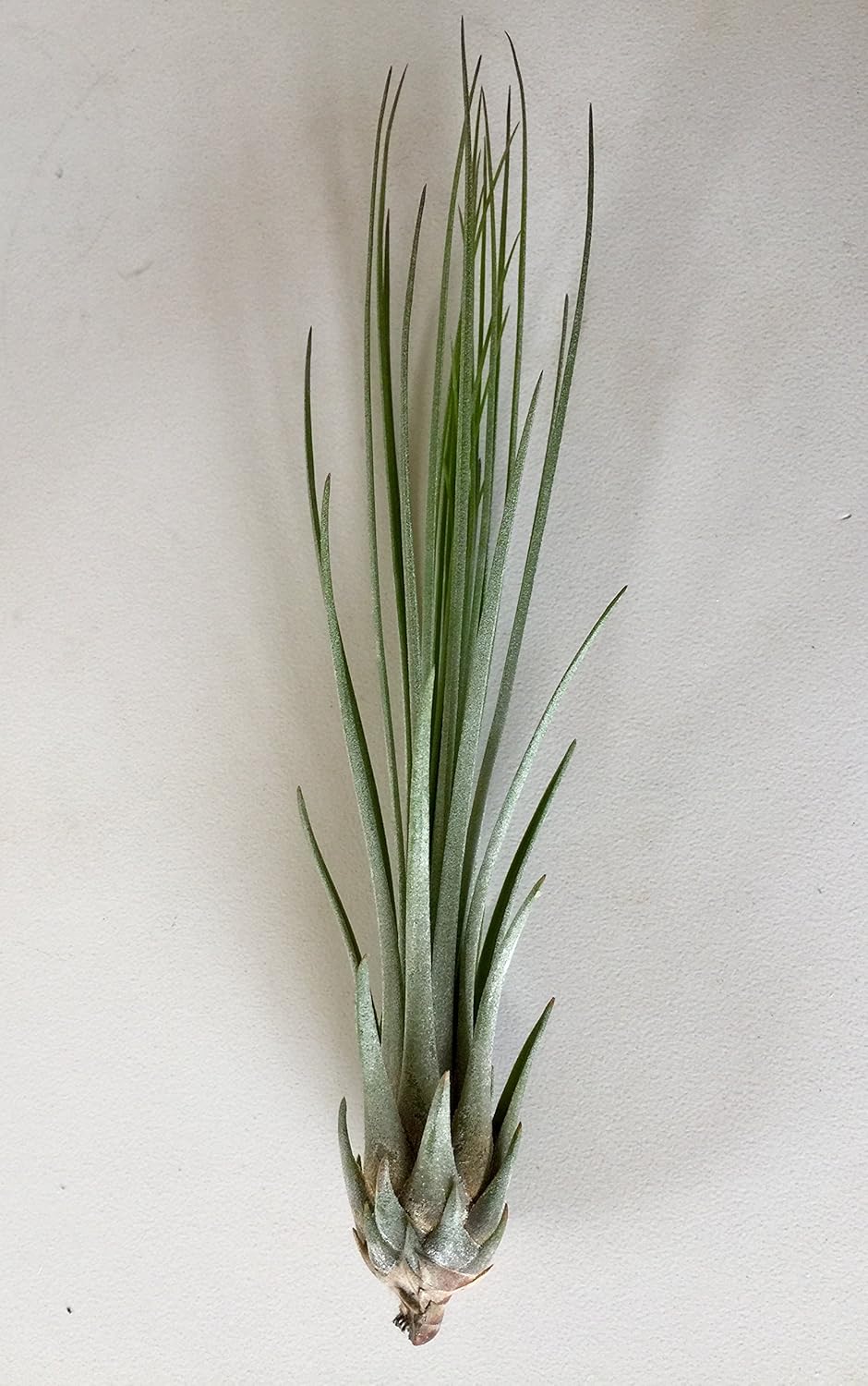 Juncea Air Plant Garden & Outdoor