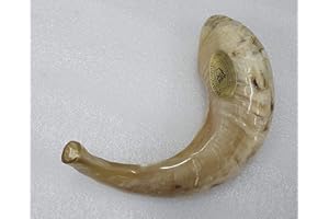 Majestic Giftware Ram’s Horn Shofar from Israel (SH1), Kosher with Natural Finish & Quality Sound - Perfect Jewish Gift for R