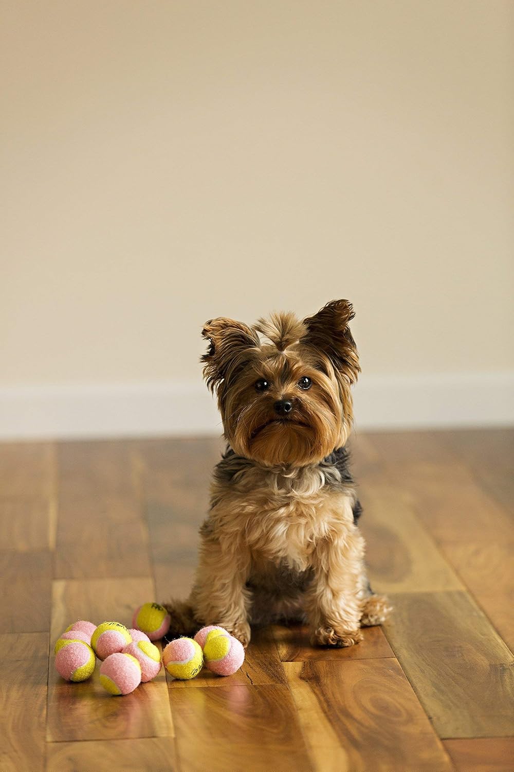 small dog tennis balls