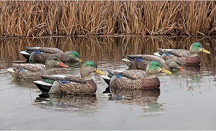Amazon Com Avian X 8062 Topflight Early Season Mallard Decoys 6