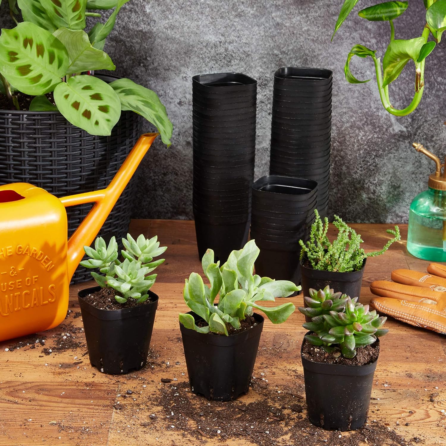 Square Nursery Plastic Flower Pots for Plants, Seedlings (2.6 in, 150 Pack): Garden & Outdoor