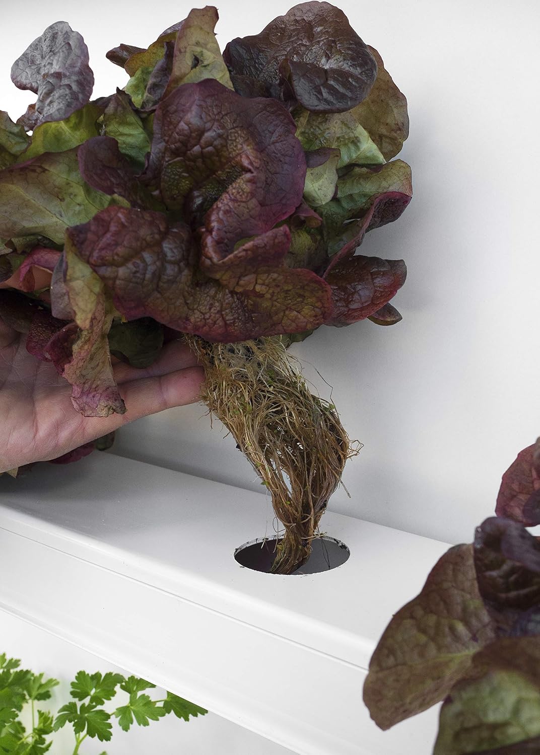 Hidroponía, Huerto Vertical para Cultivo de 16 Plantas, con ...