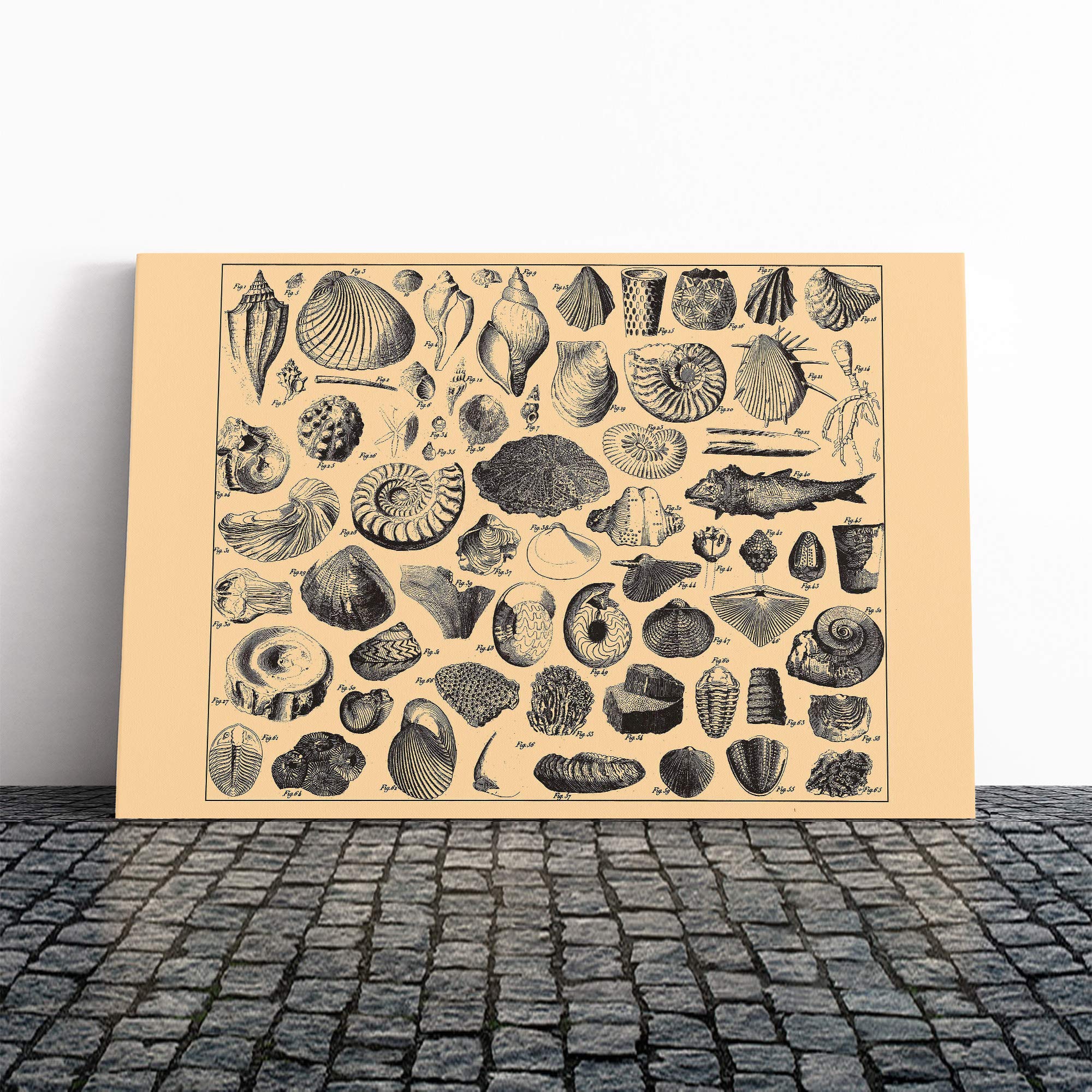 Encyclopedia Vintage Shells (1) Canvas Print | Gallery Wrapped 30mm Frame Wall Art | 20x14 inches | Ready to Hang | Classic Animals Picture | Living Room Bedroom Lounge Office