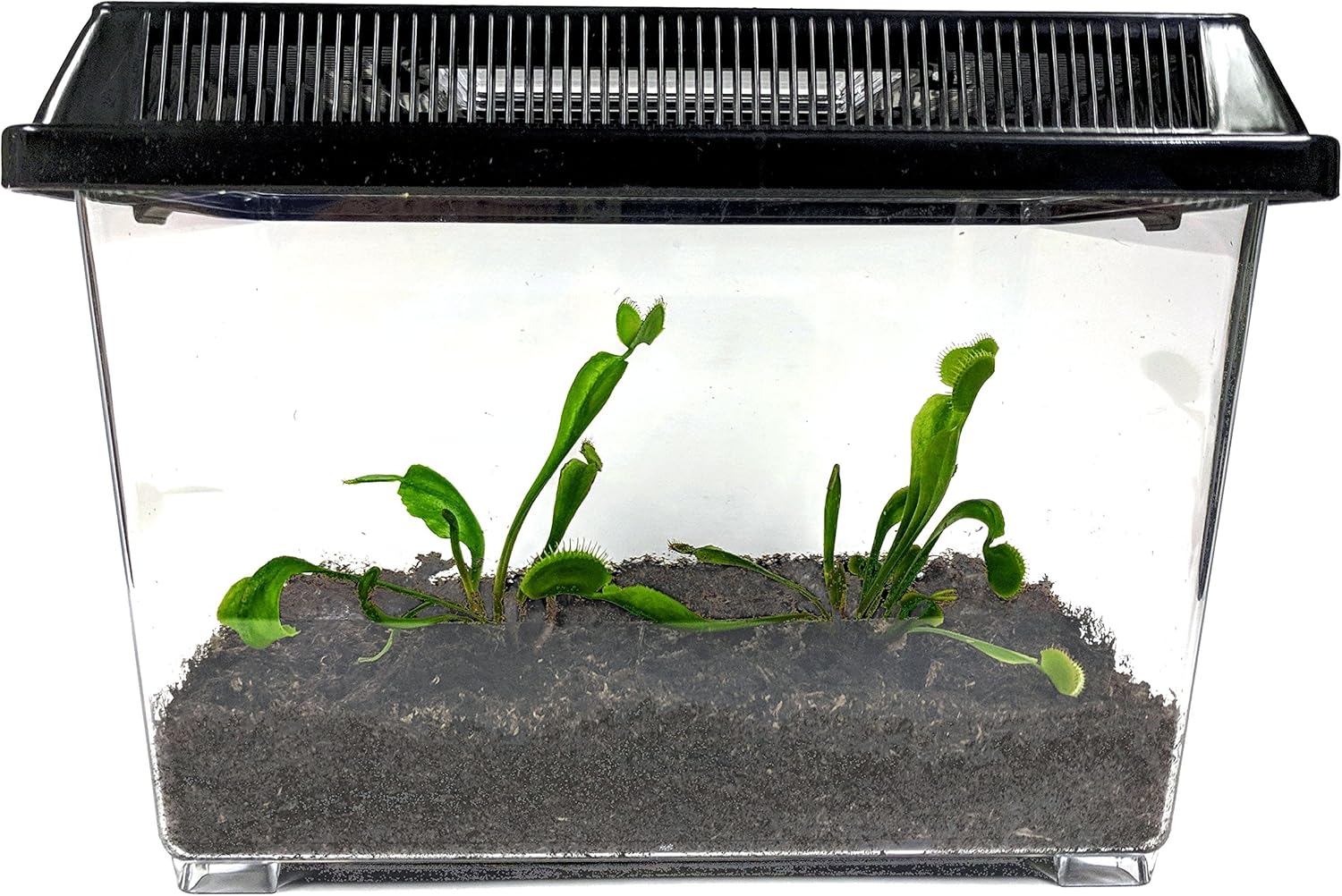 11+ Pitcher Plant Venus Fly Trap Terrarium Pictures