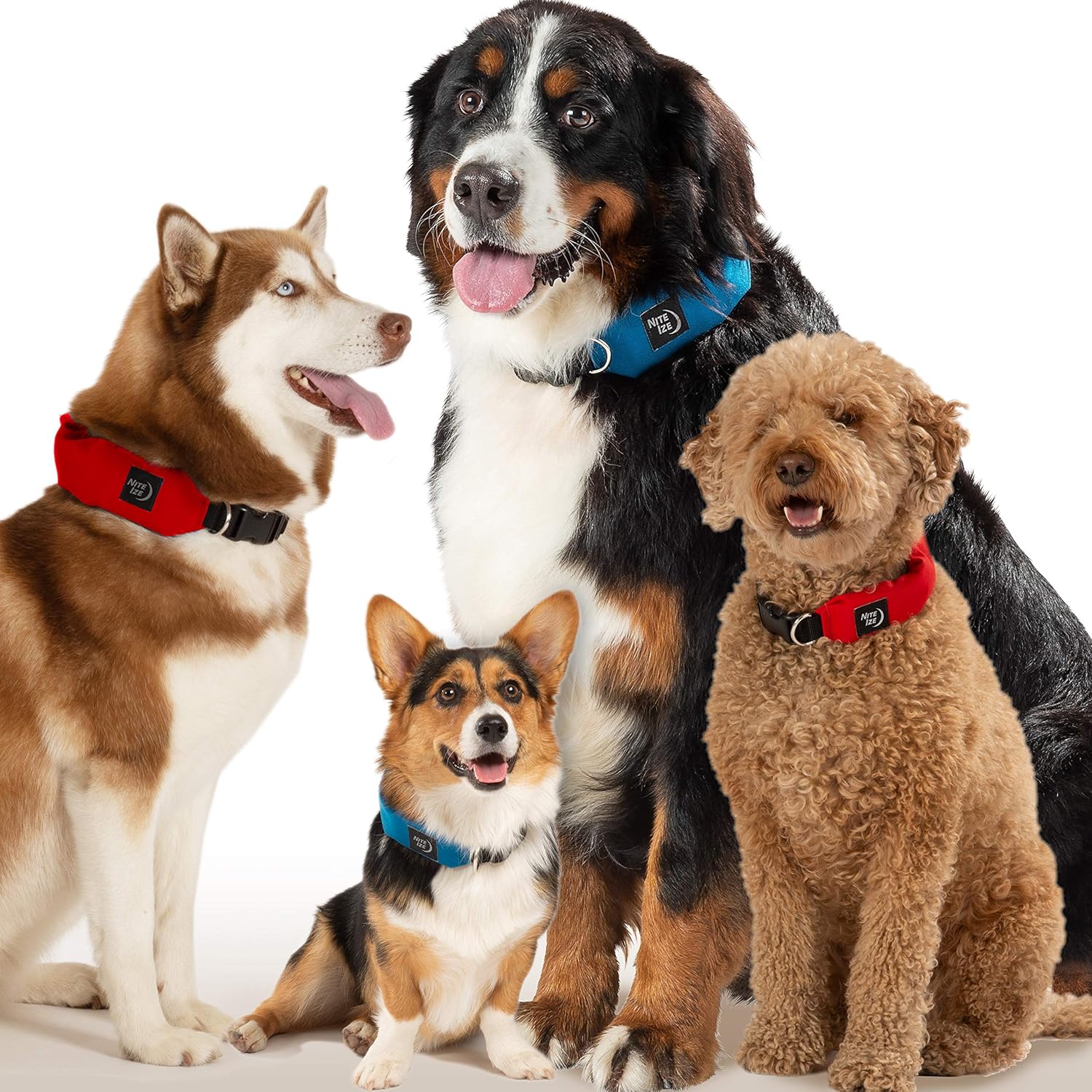 dog collar with retractable leash built in