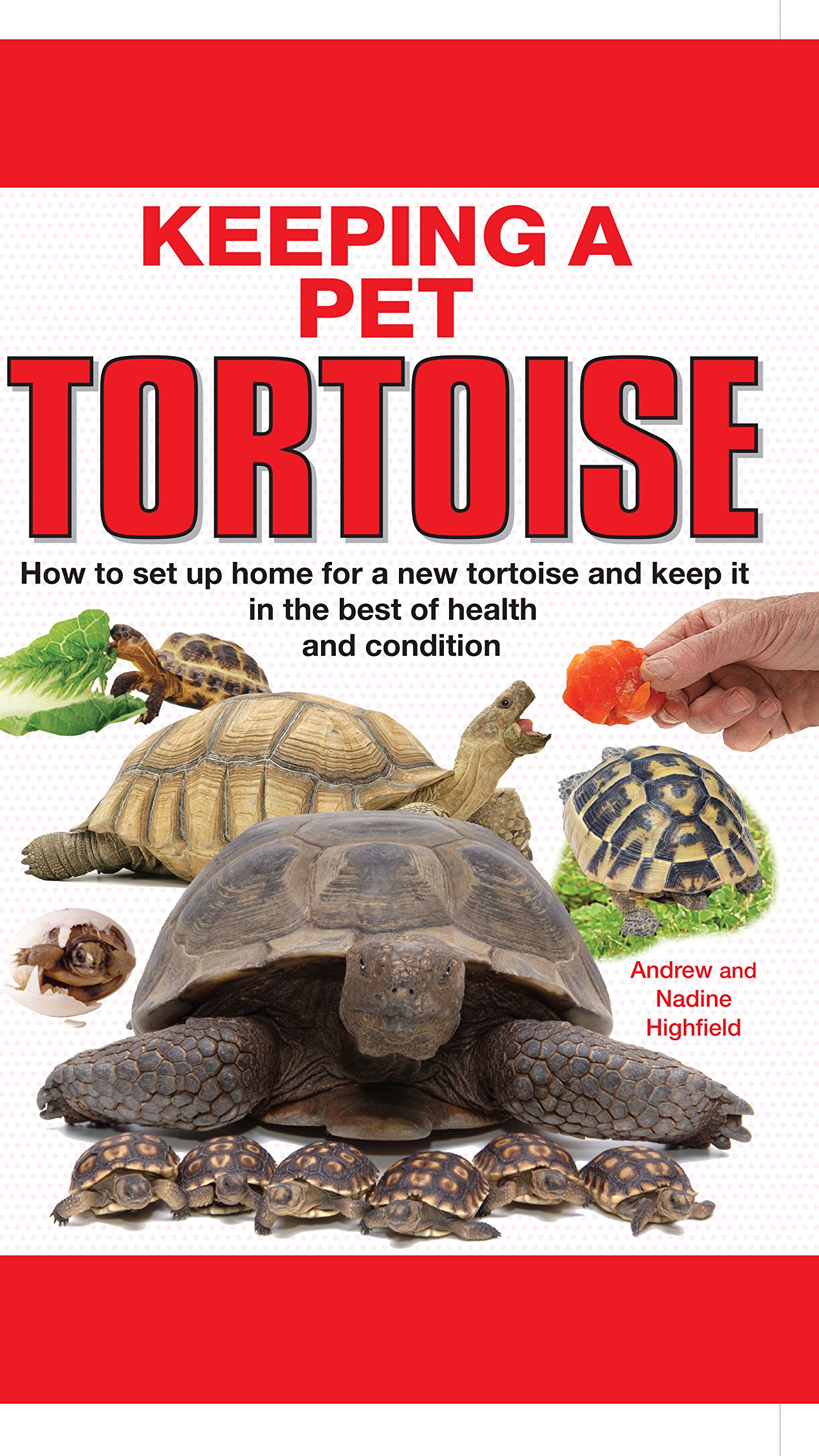 Keeping A Pet Tortoise Amazon Co Uk A C Highfield Nadine Highfield Philip De Ste Croix 9781842862131 Books