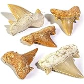 KALIFANO Authentic Fossilized Prehistoric Mini Shark Teeth (5 Pack) from Morocco - Shark Tooth for Fossil Collections and Education Purposes (Information Card Included)