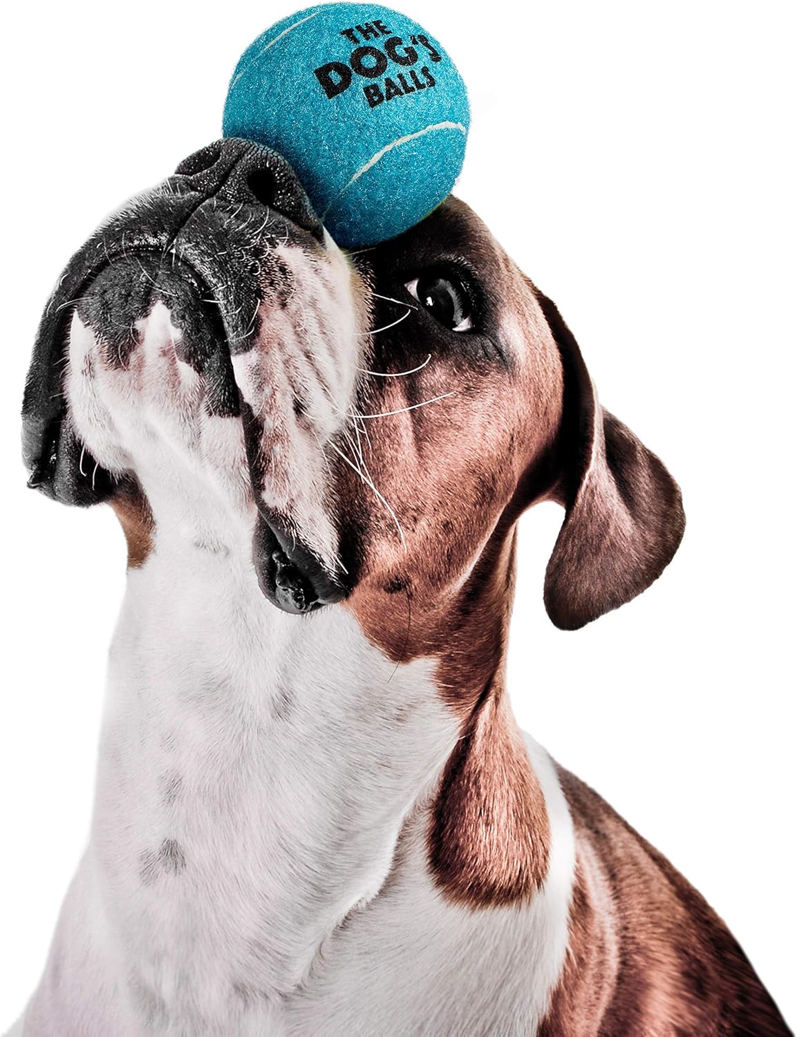 Pet Supplies : The Dog's Balls, Dog Tennis Balls, 12-Pack Blue Dog Toy, Premium Strong Dog & Puppy Ball for Training, Play, Exercise & Fetch : 