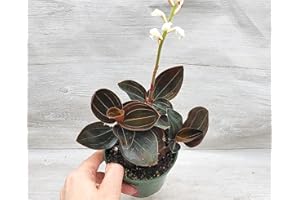 Ludisia Discolor Black Jewel Orchid - 3 Inch Pot - Exotic Live Indoor Plants - Rare Tropical Houseplants - Perfect Housewarming Gift - Decoration by 3exoticgreen