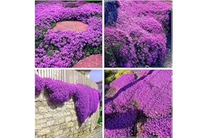 WIVOLIBE 15000+ Creeping Thyme Ground Cover Seeds for Planting - Magic Perennial Flower Landscaping Seeds Heirloom Non-GMO Thymus Serpyllum Seeds for Garden
