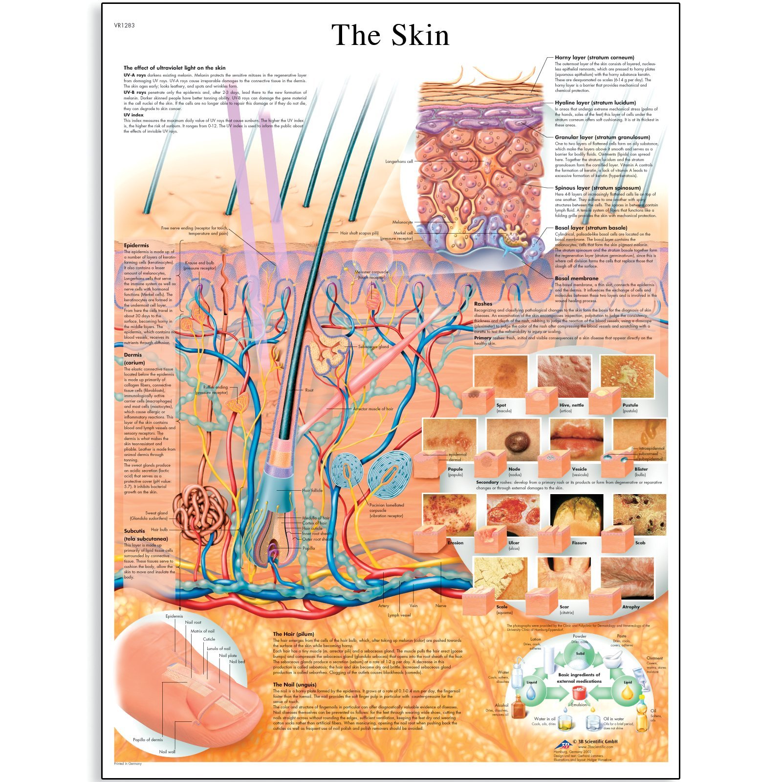 3B Scientific The Skin Chart, VR1283UU, unlaminated, 50.00 x 67.00 cms