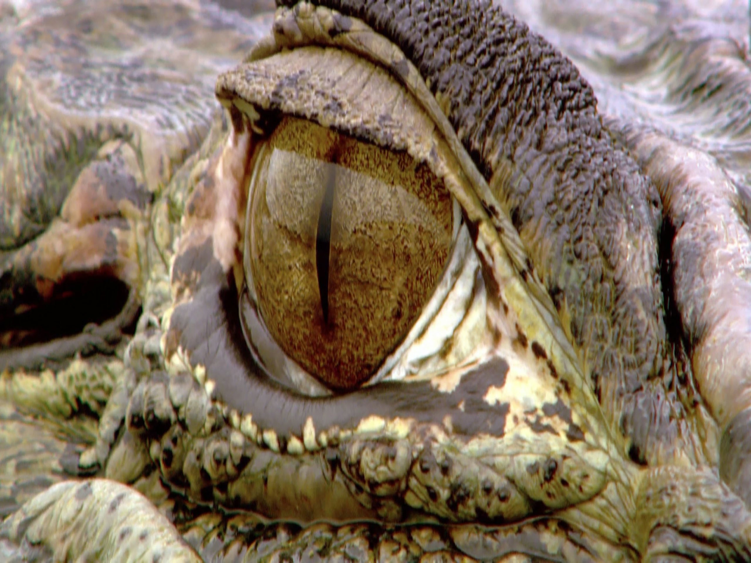 Watch Wild Amazon | Prime Video