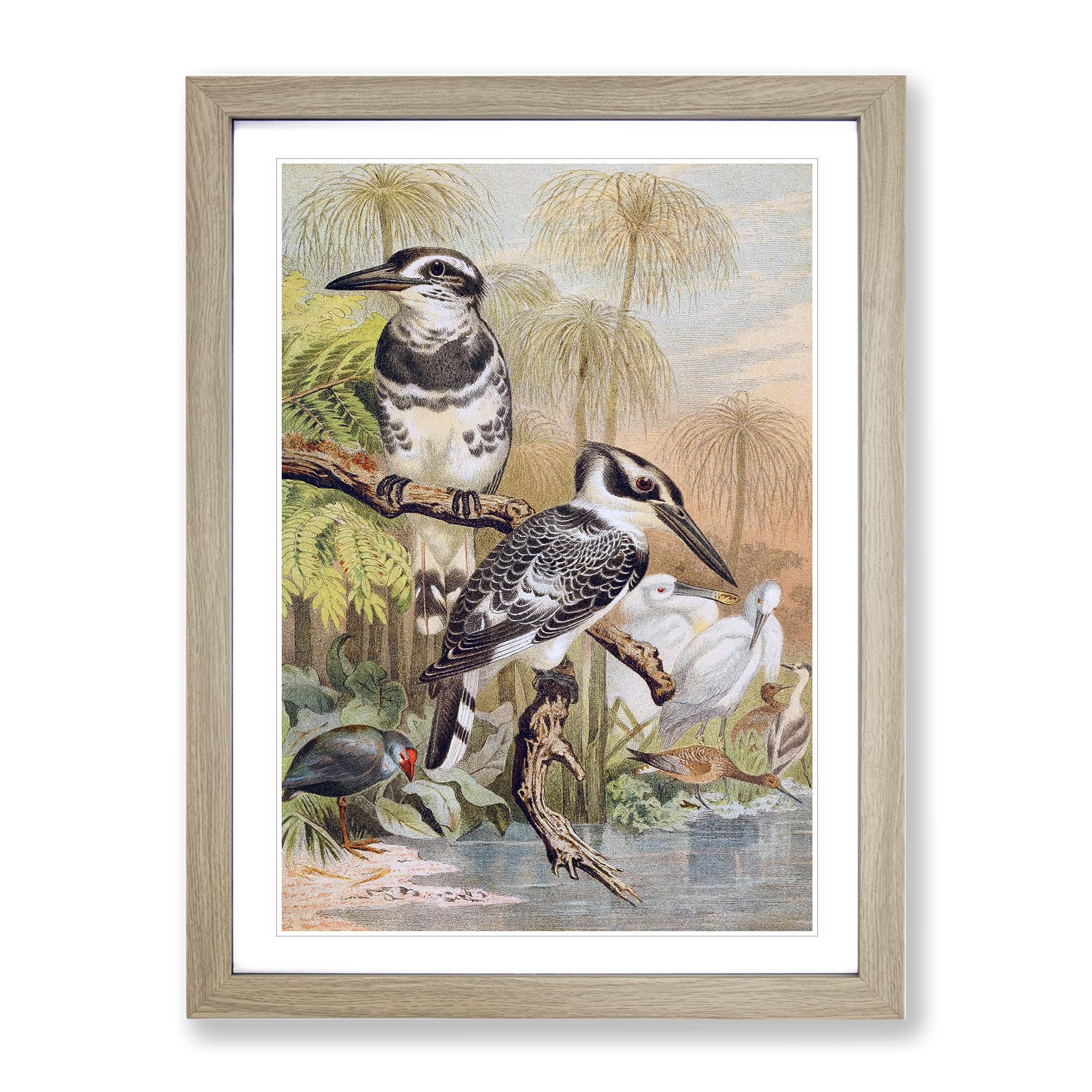 Vintage Brehms Tierlben Black & White Kingfisher Vintage Framed Wall Art Print, Ready to Hang Picture for Living Room Bedroom Home Office Décor, Oak A3 (34 x 46 cm)