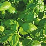 Scott&Co Herbs Seed Kit 10 Varieties Basil Coriander Chives Mint Oregano view 8