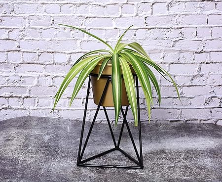 HINS Black Solid Stand With Golden Flower Plant Pot Metal Pots For Indoor Plants I Elevated Garden Planter I Raised Planter I Desk Plant I Raised Planter Box I Ascent Homes Metal Planter I Raised Planter Box With Legs I Brass Pots For Indoor Plants I Golden Planter I Mid Century Plant Stand I Brass Planters For Indoor Plants I Indoor Plant Stand For Living Room I Metal Planters Pot For Indoor Plants designer pots for indoor plants