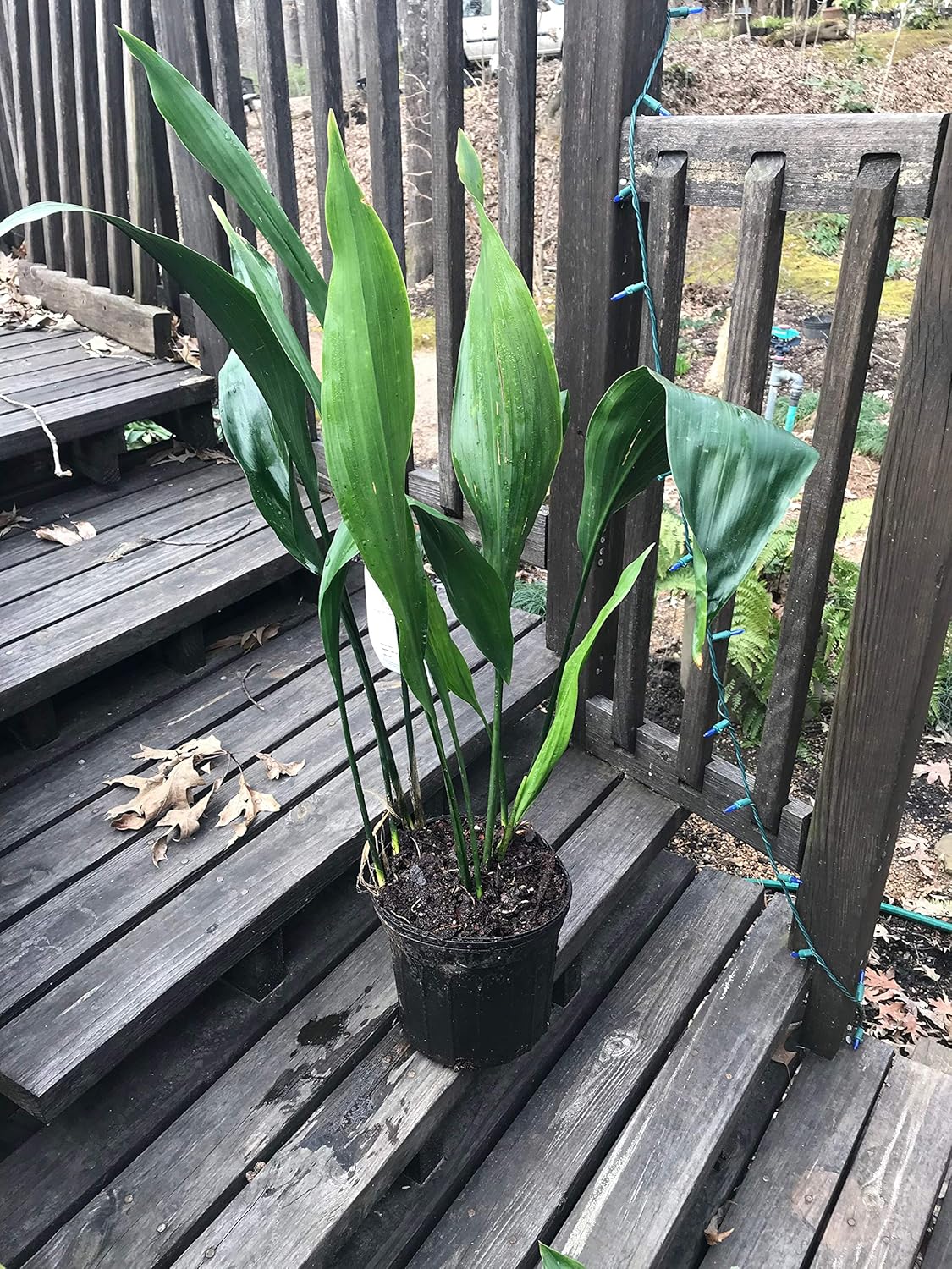 Cast Iron Plant Safe For Cats