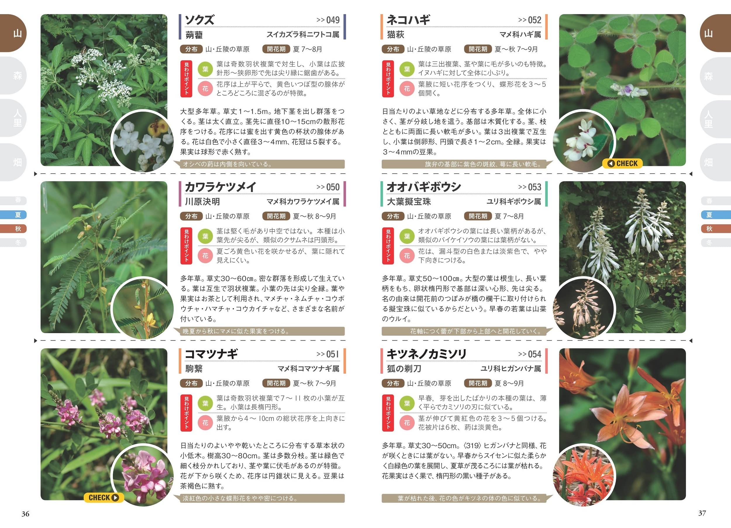 年末のプロモーション 花と葉で見わける 山歩き の草花図鑑 ノンフィクション