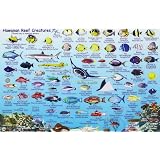 Franko Maps Mini Hawaiian Reef Creatures Fish ID for Scuba