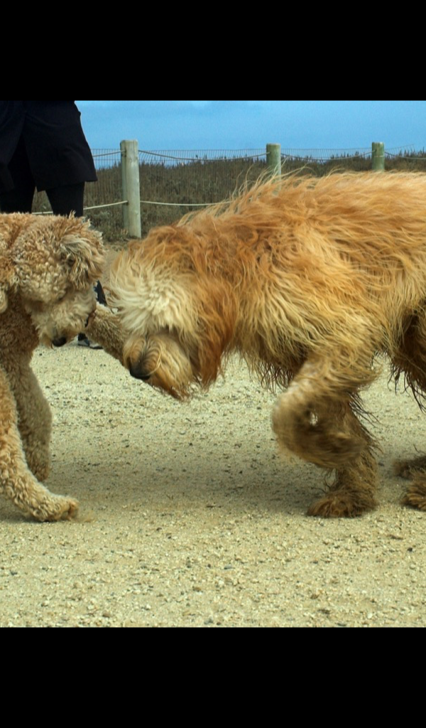 Big Dog Wallpaper HD Wallpapers of Big