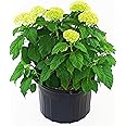 Hydrangea arb. 'Annabelle' (Smooth Hydrangea) Shrub, white mophead flowers, #3 - Size Container