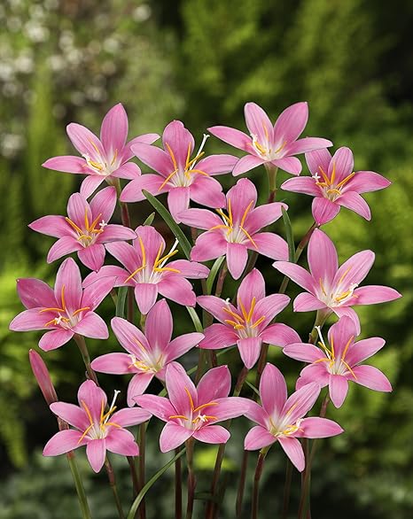 Amazon 花の大和 球根 毎年よく咲く玉すだれ 3種60球 プール 屋外サウナ