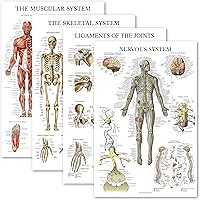 Palace Learning 4 Pack - Anatomical Poster Set - Laminated - Muscular, Skeletal, Ligaments of the Joints, Nervous System - An