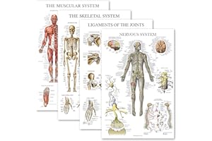 Palace Learning 4 Pack - Anatomical Poster Set - Laminated - Muscular, Skeletal, Ligaments of the Joints, Nervous System - An
