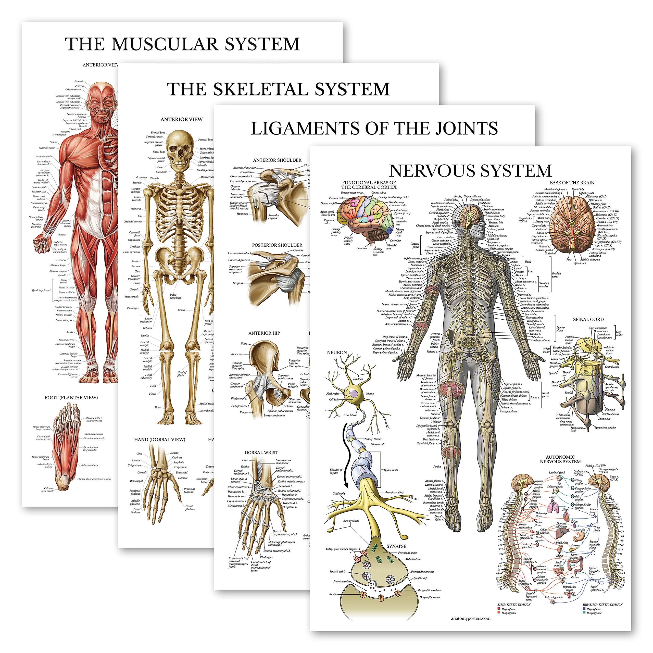 Palace Learning 4 Pack - Anatomical Poster Set - Laminated - Muscular, Skeletal, Ligaments of the Joints, Nervous System - Anatomy Chart Set (LAMINATED, 18” x 24”)