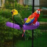 TeTupGa U Shape Parrot Perch Stand Purple Large Bird Cage Accessory view 3