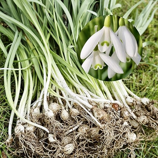 How Deep Should Bluebell Bulbs Be Planted Zahra Blog