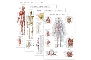 Palace Learning 4 Pack - Anatomical Poster Set - Laminated - Muscular, Skeletal, Spinal Nerves, Circulatory System - Anatomy Chart Set (LAMINATED, 18” x 24”)