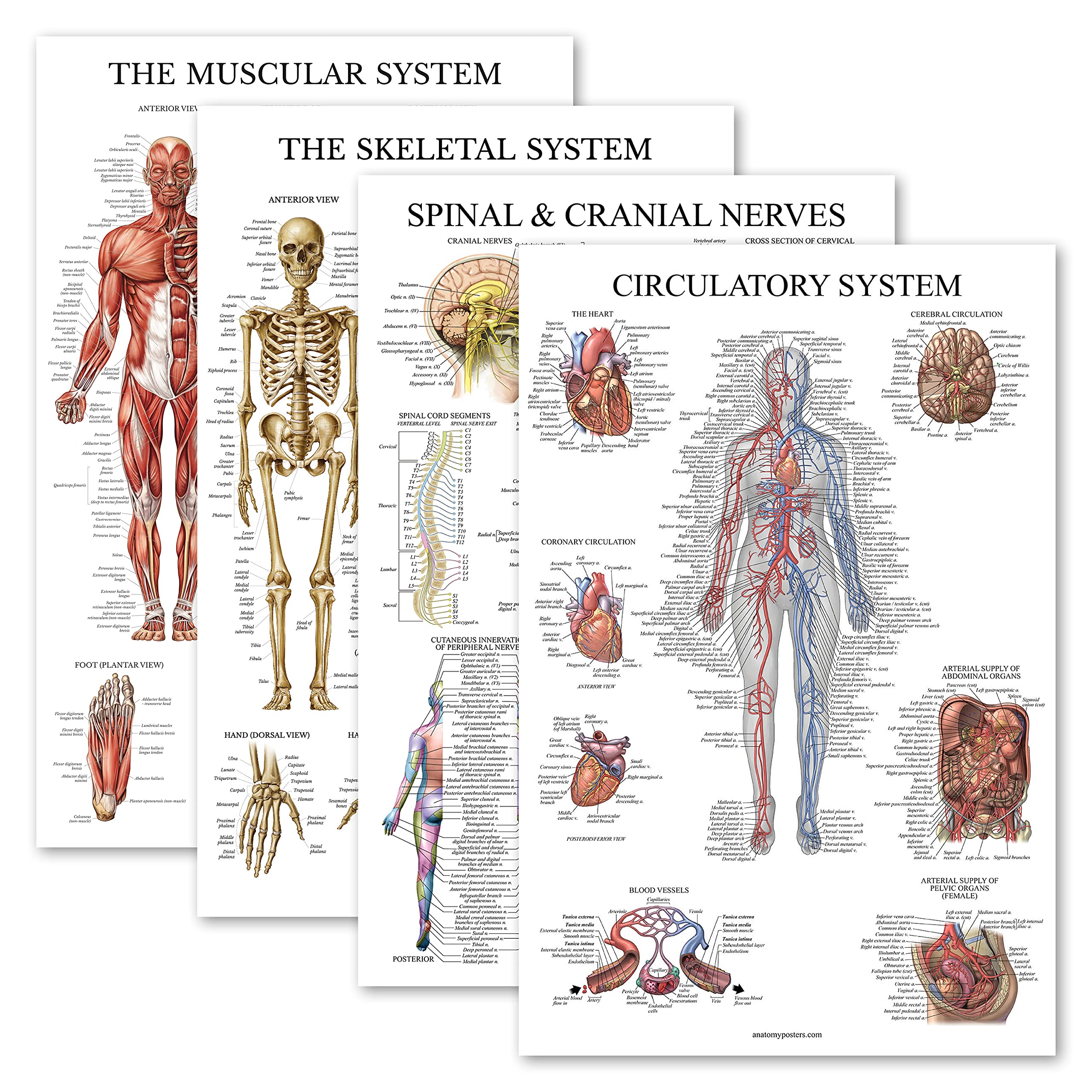 Palace Learning 4 Pack - Anatomical Poster Set - Laminated - Muscular, Skeletal, Spinal Nerves, Circulatory System - Anatomy Chart Set (LAMINATED, 18'' x 24'')
