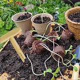 D.A.Y. Republic Wooden Dibber Tool - Seed Bulb Sapling Planter w/ Scale view 5