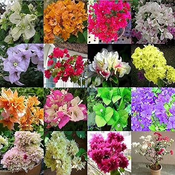 Aiden Gardens Rare Imported Mixed Color Bougainvillea Bonsai Suitable Flower Plant Seeds Home Garden D