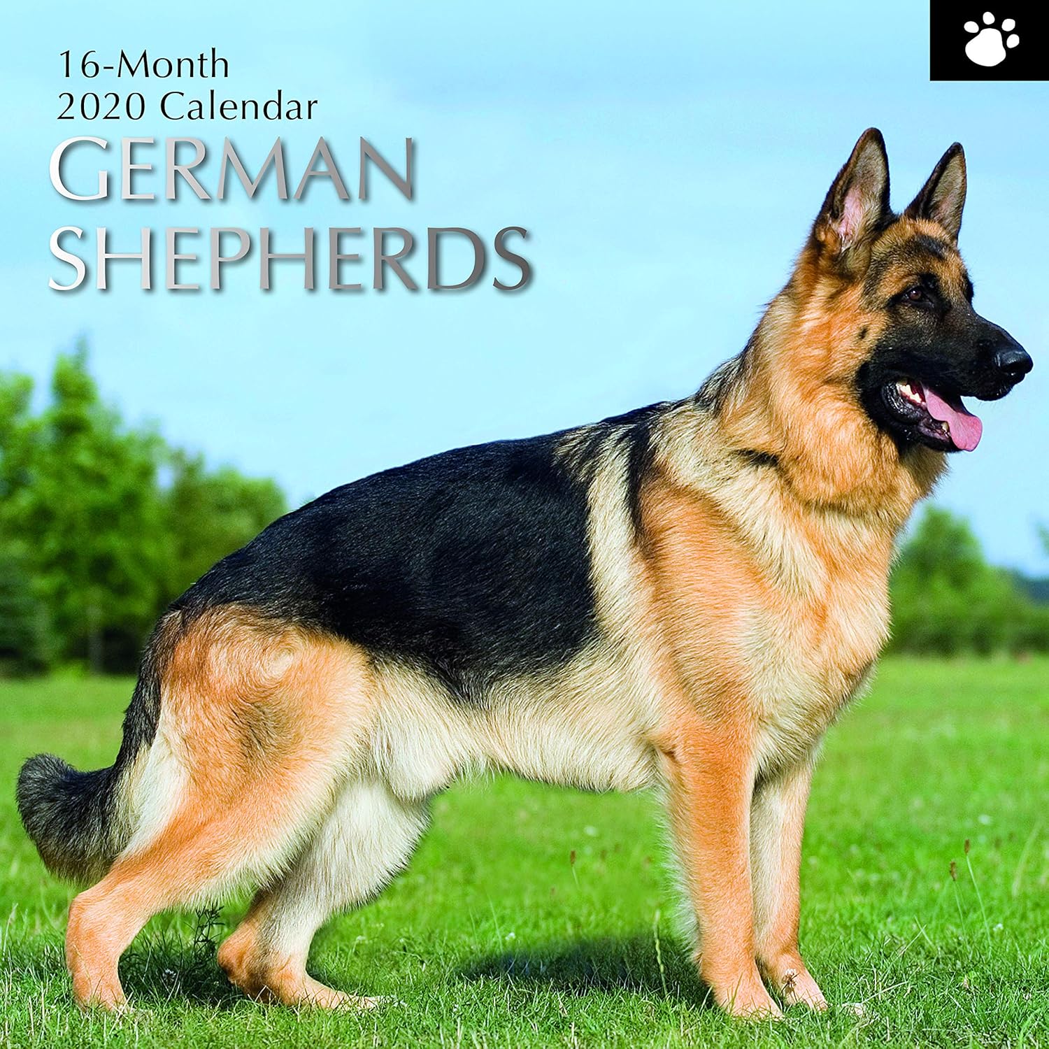 german shepherd