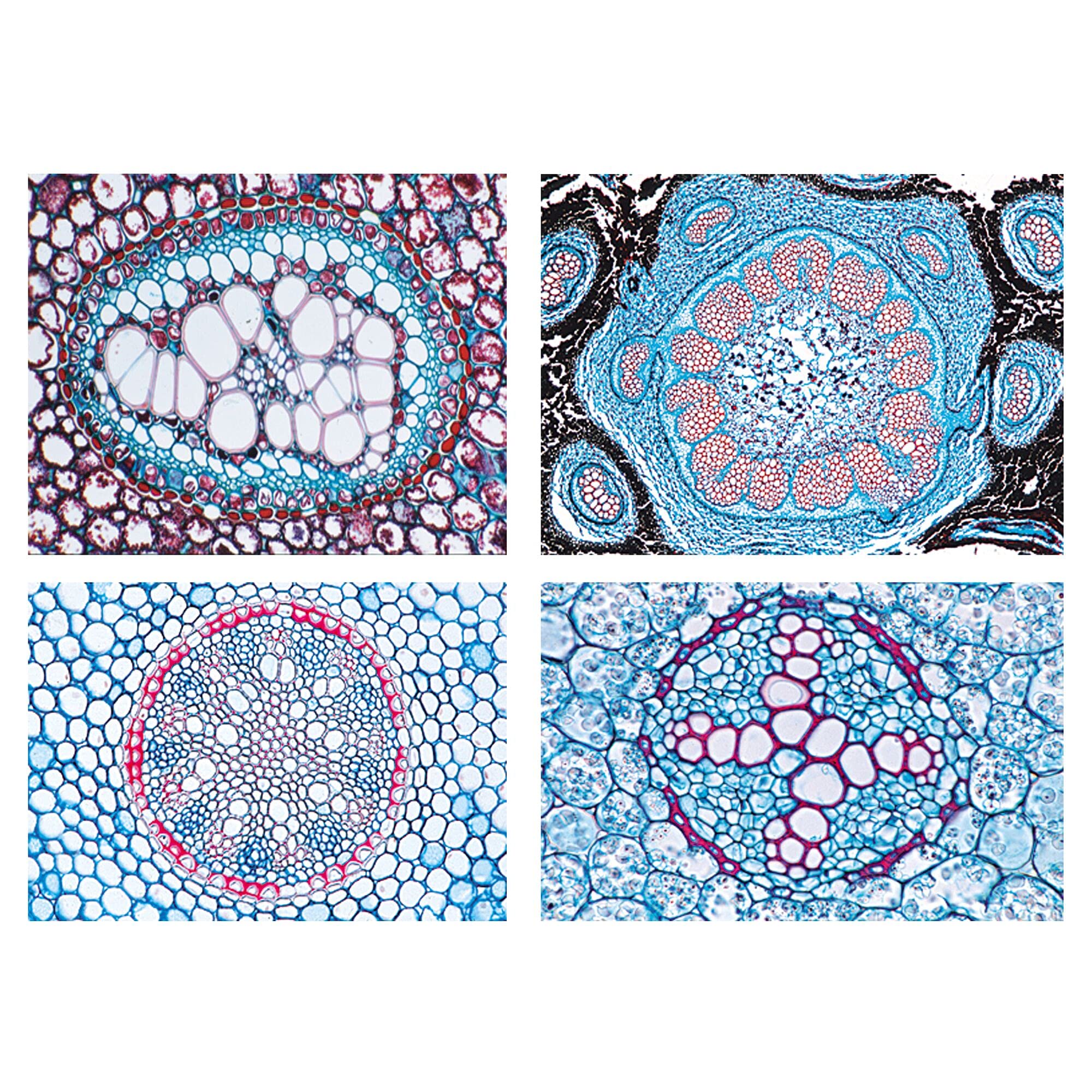 3B Scientific Biology Microscopy Microproparates Series Flowering plants (Phanerogamae): Supplementary series