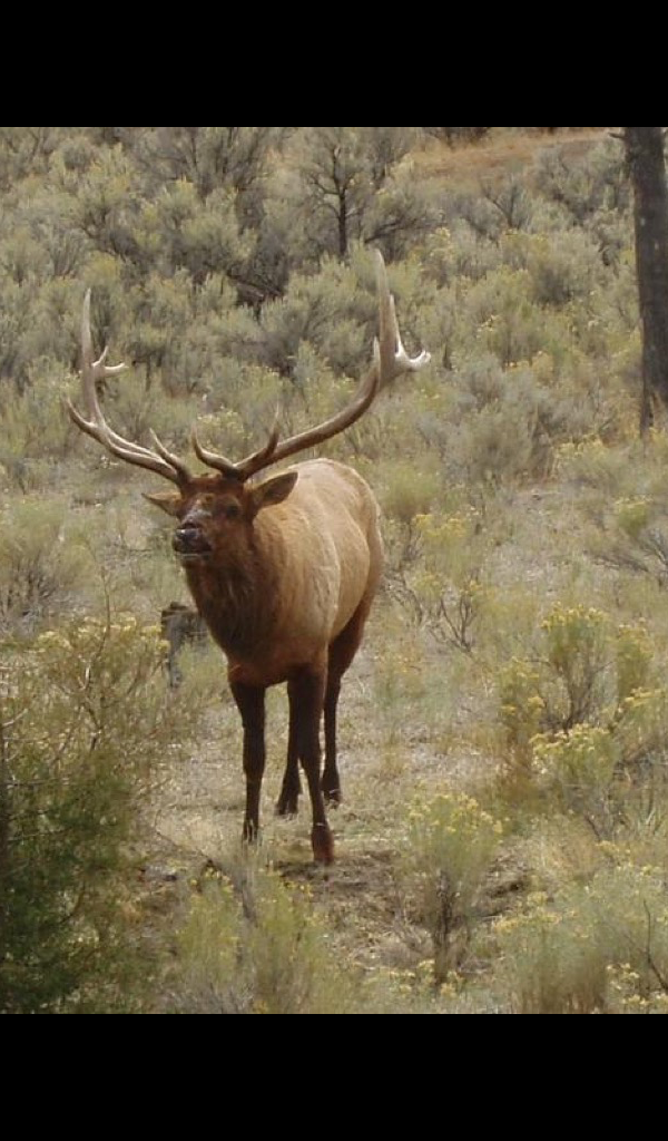 Bull Elk Wallpaper HD Wallpapers of Bull