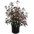Rhododendron 'Aglo' (Rhododendron) Evergreen, pink flowers, #2 - Size Container