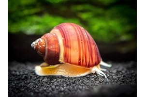 Aquatic Arts 1 Live Magenta Mystery Snail | Freshwater Aquarium Control | Glass Clearer | Safe in Tetra | Guppy | Betta Fish Tanks | Tank Decor