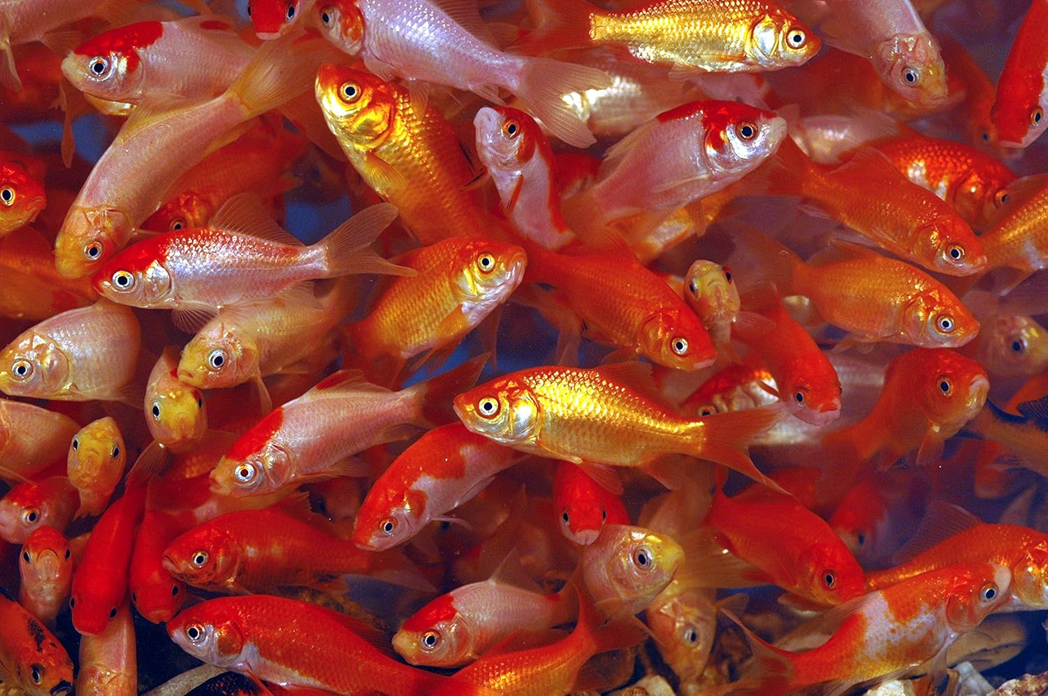 Amazon Com Toledo Goldfish Live Comet Common Feeder Goldfish For