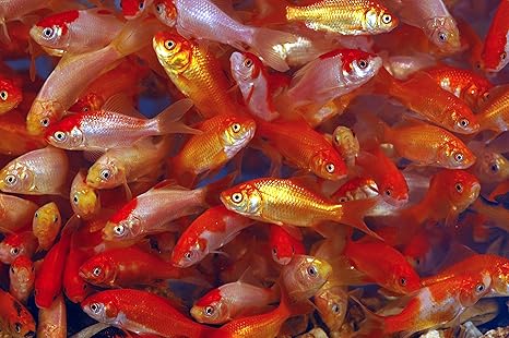 Amazon Com Toledo Goldfish Live Comet Common Feeder Goldfish For