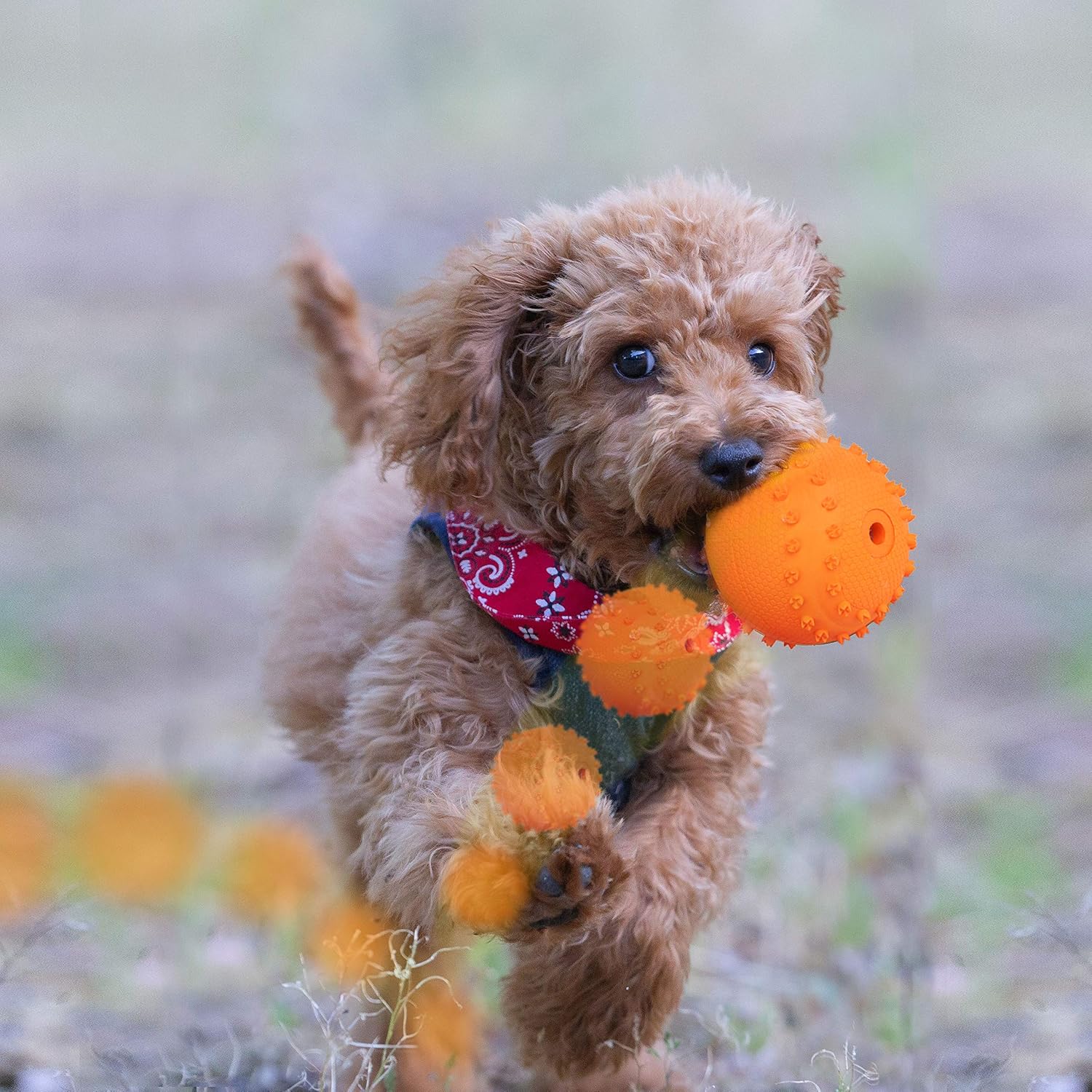 Image result for 犬 Goldendoodle 走る