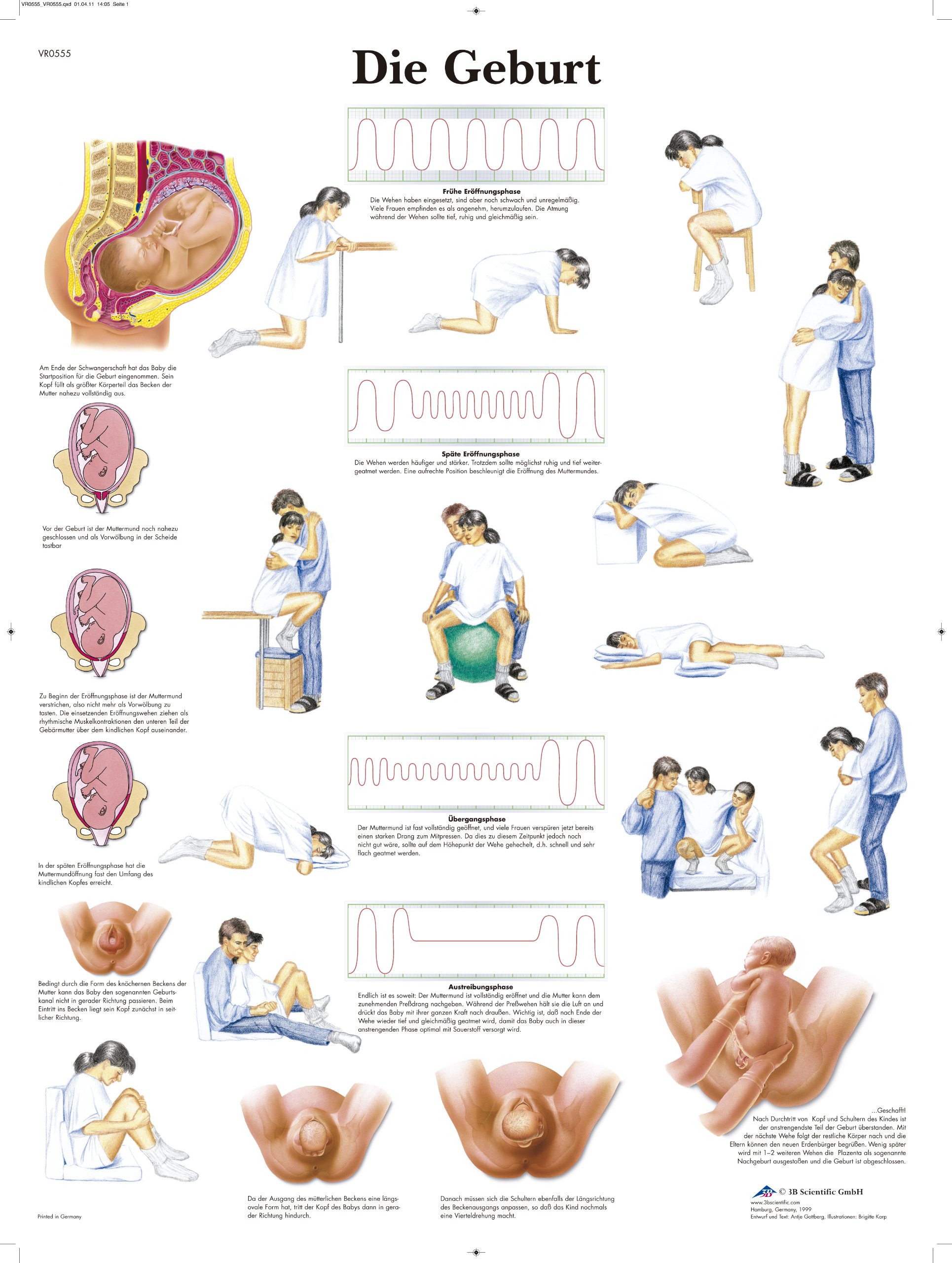 3B Scientific Laminated Teaching Chart – Die Geburt (The Birth)