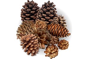 BUFFALO BROOM CO. Highly Scented Cinnamon Pinecones - Varied Sizes Perfect for Vase Fill, DIY Crafts and Projects - Traditional and Rustic Kitchen Décor or Fall, Thanksgiving and Holiday Decorations