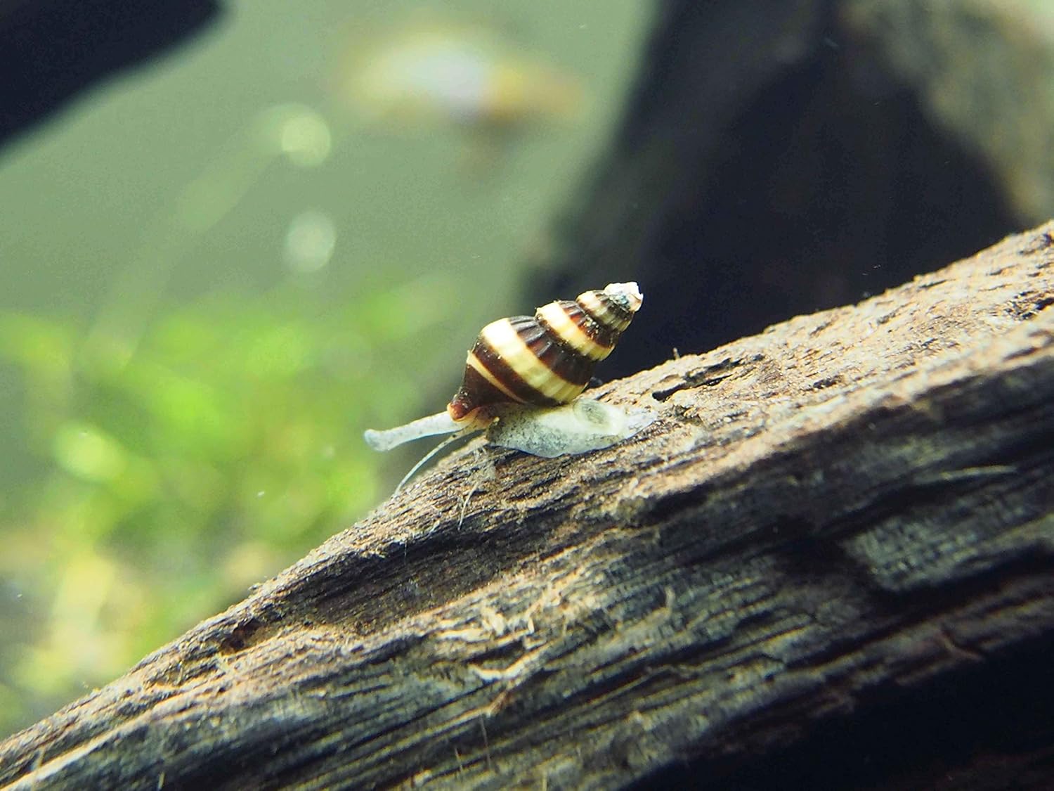 Aquatic Arts 10 Live Assassin Snails/Clea Helena Pest Snail Remover/Pond Snail Control