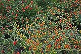 Zeoust Loife 200 Pcs Chile Pequin Pepper Seeds for