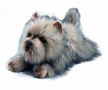 toy cairn terrier